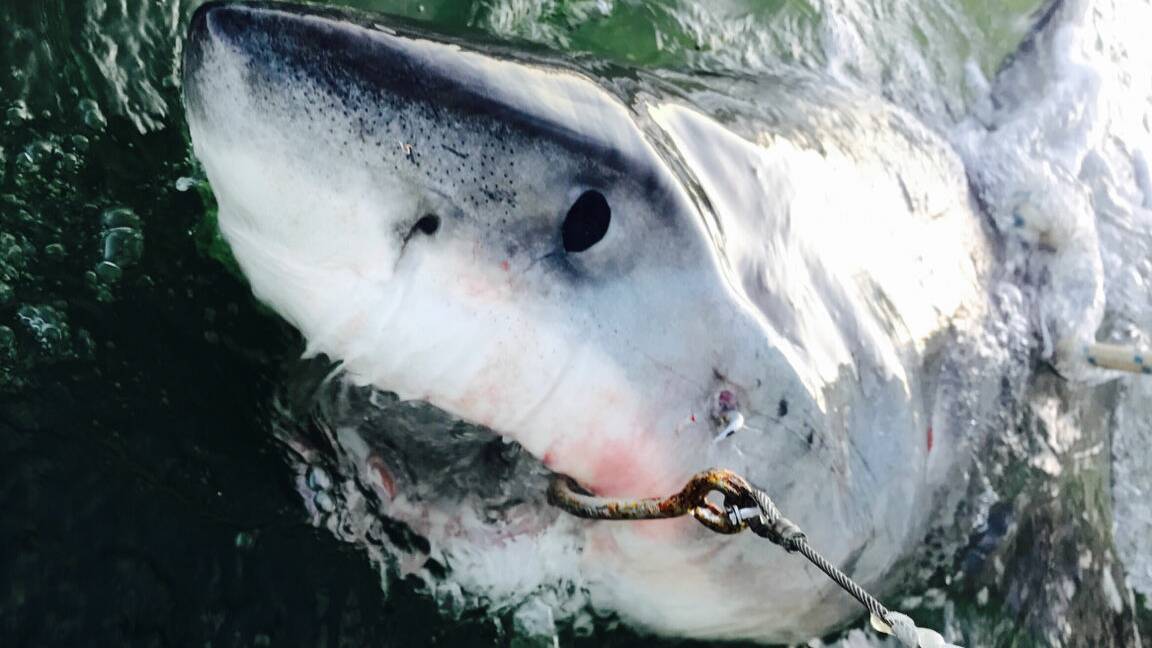 GOTYA: The 100th white shark is caught