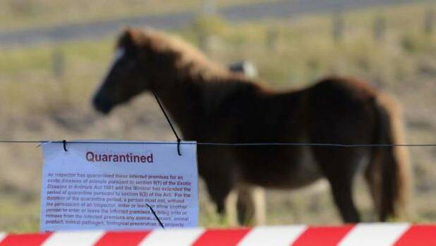 Plea to vaccinate after Hendra outbreak