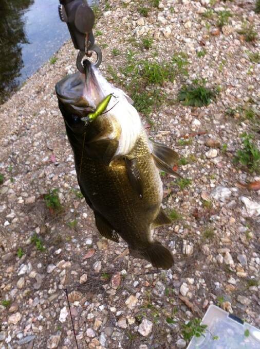 Bass are done breeding in their winter brackish zones and will be wanting to head up into their summer homes
