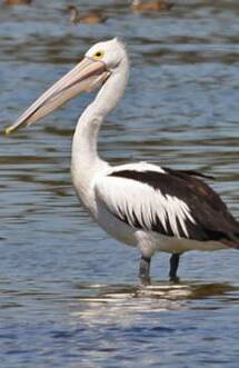 Four decapitated pelicans were found by a teacher at a local school