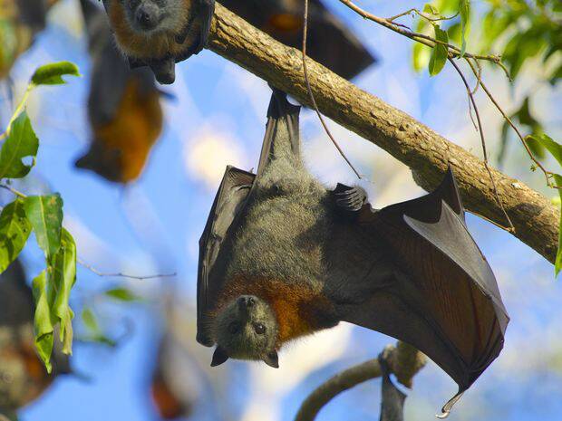 The protected grey-headed flying foxes have been increasingly attracted to urban areas and can roost in numbers in the hundreds of thousands hugely impacting those communities.