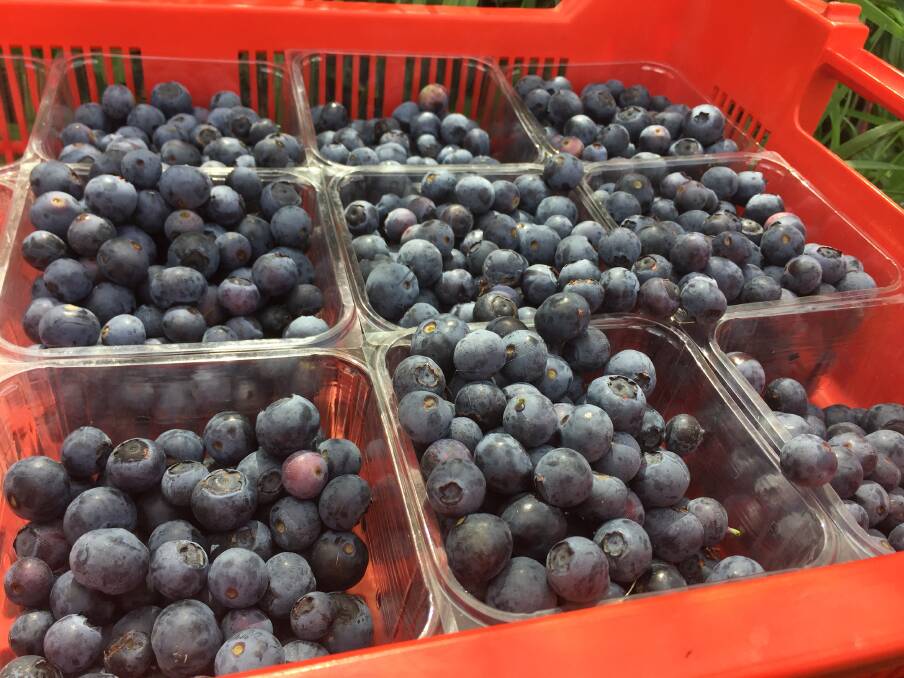 Speakers at the last council meeting called the proposed regulations a 'knee-jerk' reaction to the expanding blueberry industry, but with significant impact for other horticultural industries.