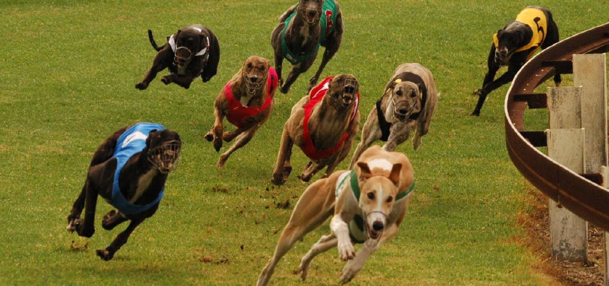 Grey day for hounds: Despite a concentrated industry push, greyhound racing will be banned from July 1 2017. The bill was passed in NSW Parliament on Wednesday.