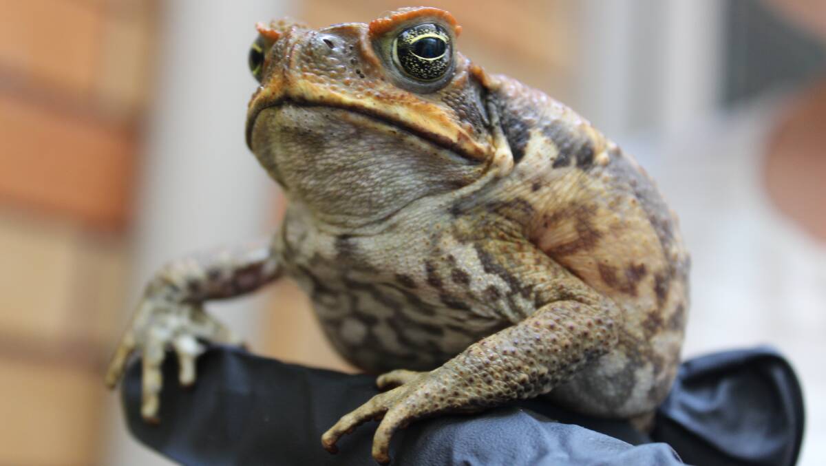 ANOTHER ONE: Pictured is the cane toad found at Summerland Point last week. A second cane toad was found in the area, at Mirrabooka, on Thursday. It had been run over by a car. Picture: Supplied