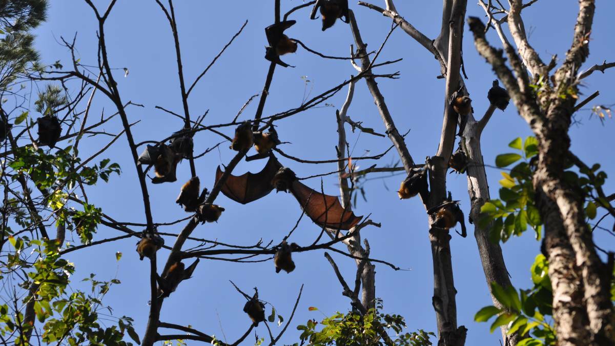 More funds to manage the impact of flying fox colonies