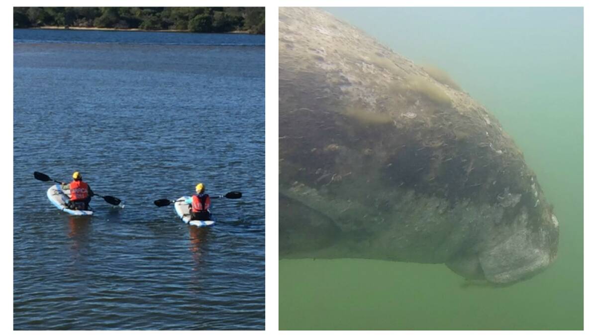ORRCA volunteers out on the water trying to learn more about the surviving dugong (pictured at right).