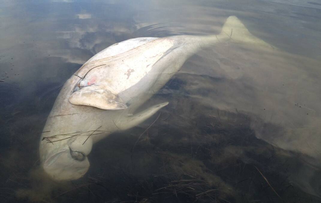 Photo of the dead dugong courtesy of ORRCA (Organisation for the Rescue and Research of Cetaceans in Australia)