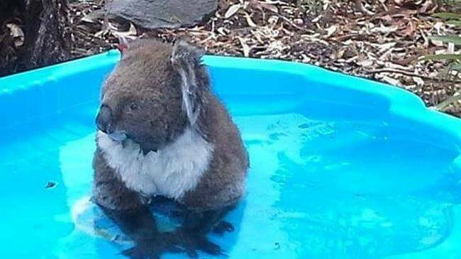 Keeping cool: Wauchope Vets veterinarian Michael Ferguson said animals of all kinds are susceptible to heat stress and heat stroke. Prevention requires awareness. Photo: Wauchope Vets 