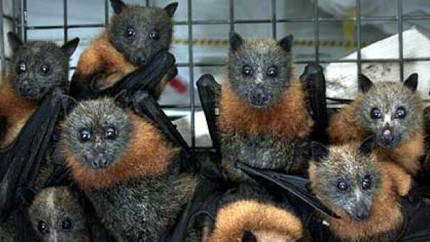 Innovation used to relocate flying foxes