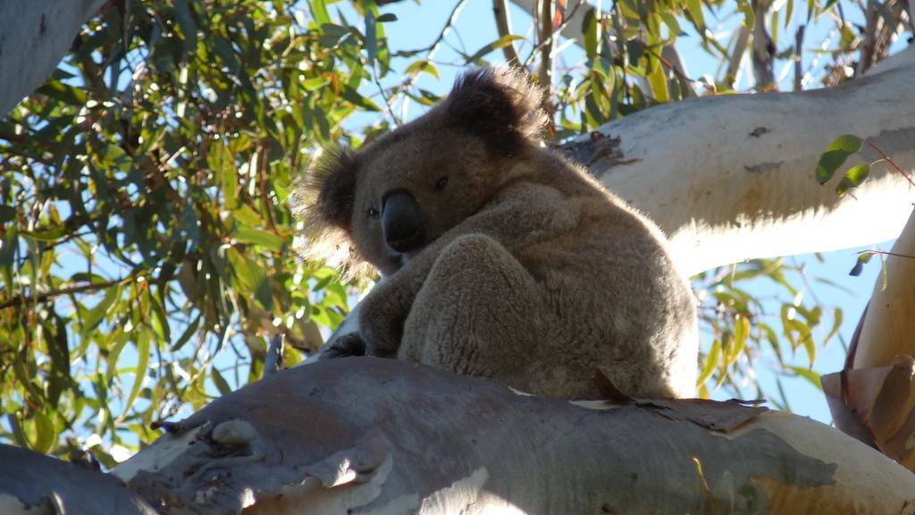 State of play with koala protection in  NSW