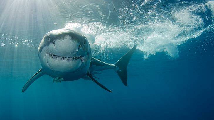 A fear of sharks is called what ...? Photo: iStock