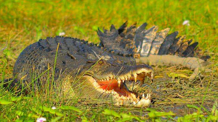 A crocodile at Cooper Creek. Photo: Michael Gebicki