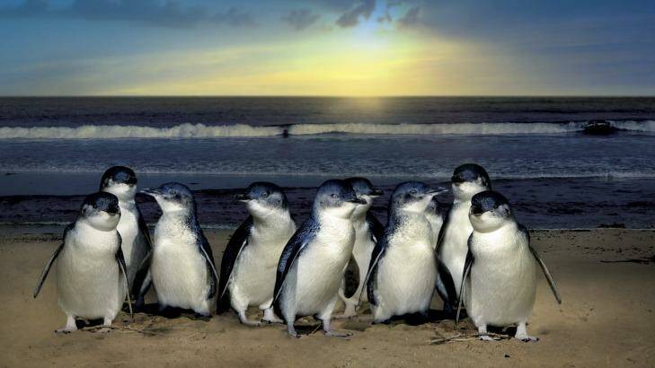 The penguins of Phillip Island entertain half a million tourists a year. Photo: Graeme Burgan
