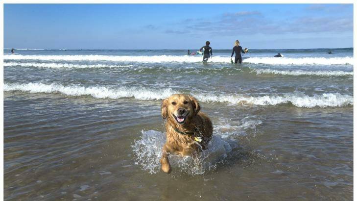Tillie the dog is not bothered by the global records for the Pacific. Photo: Simon O'Dwyer