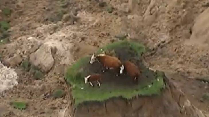 Cows stranded by landslides on the coast north of Kaikoura, New Zealand. Photo: Newshub NZ
