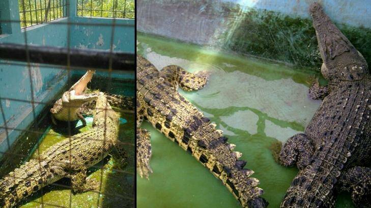 Crocodiles captured by the East Nusa Tenggara Natural Resources Conservation Agency.

Pic: Supplied Photo: Supplied