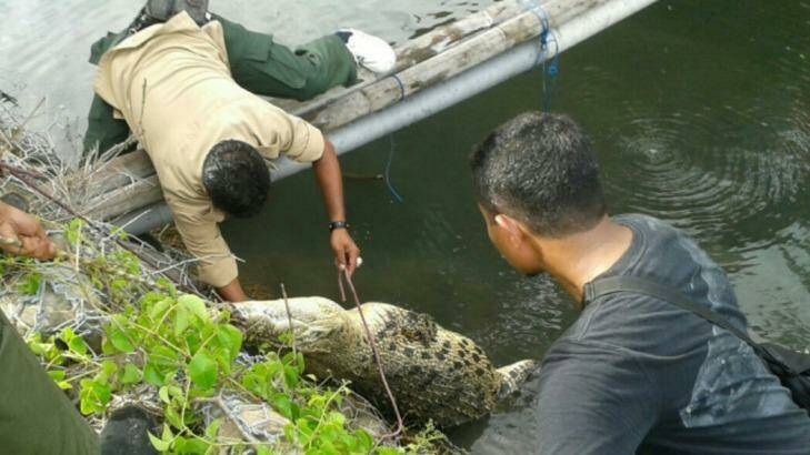 The Natural Resources Conservation Agency capturing a crocodile at Lasiana beach in Kupang. Photo: Supplied