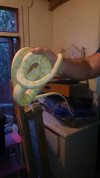 Pythons seized in property search