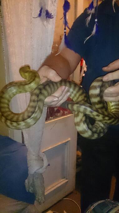 Pythons seized in property search