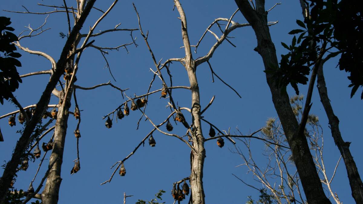 The rainforest canopy at Nambucca Heads has been stripped of foliage by a flying fox colony