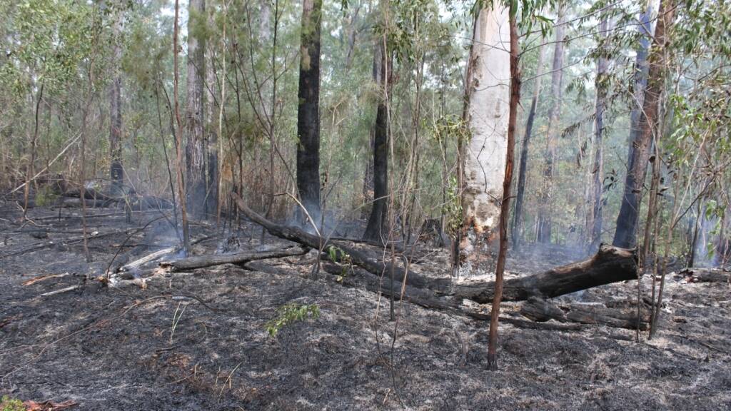 The burning bushland along Bellwood Forest Rd