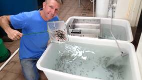 Dr Ken Cowden with the mangrove jack fingerlings at the National Marine Science Centre in Coffs Harbour