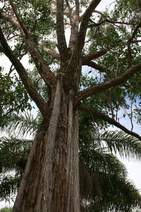 Nambucca: swamp mahogany is botanical curiosity
