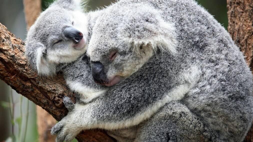 Koala Park will save more than koalas