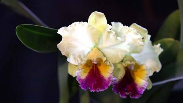 Nambucca Valley Orchid Society Inc