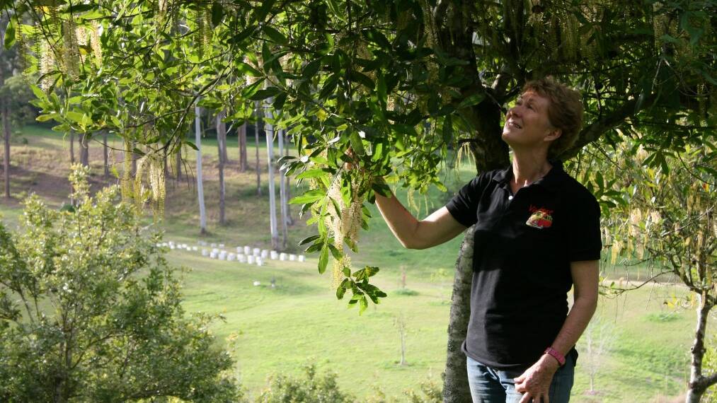 BEE-AUTIFUL: Sue Ranking checks flowers on her macadamia trees; beehives are in the background