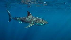 Shark sighting closes Nambucca beach