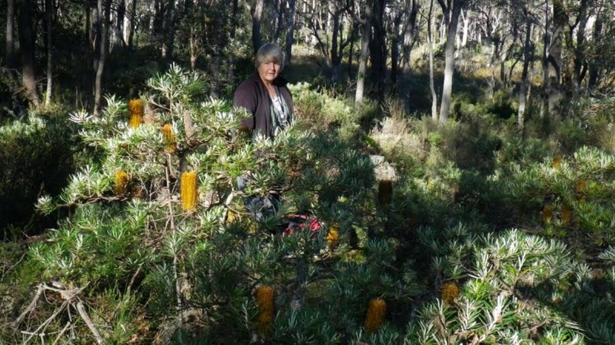 Margaret Stimpson with a New England Banksia
