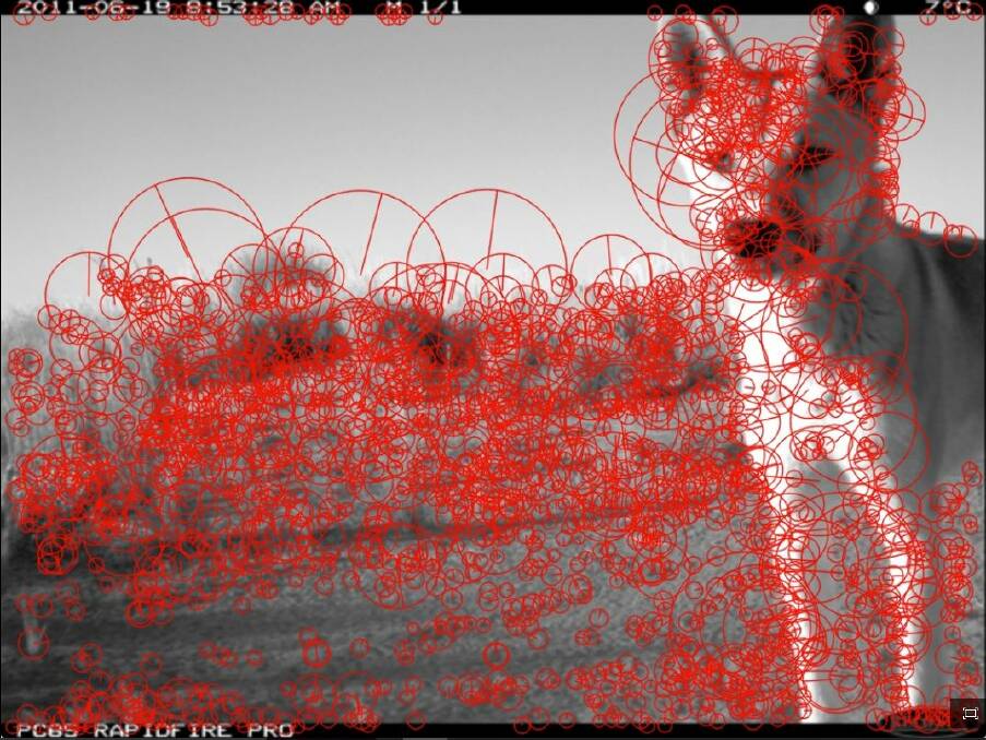 An in-built camera, recognition software and satellite communication are combined to automate wild dog detection and send an alert. Picture by DPI. 