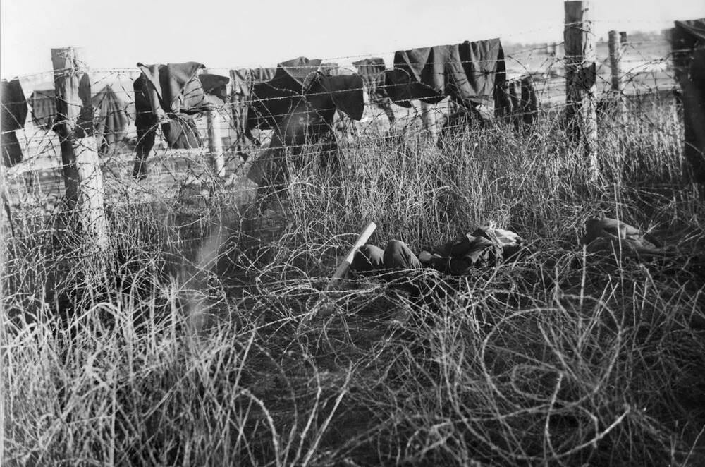 The morning after the outbreak revealed the dead bodies of many Japanese POWs lying everywhere along the blanket draped wire. Picture: Australian War Memorial 