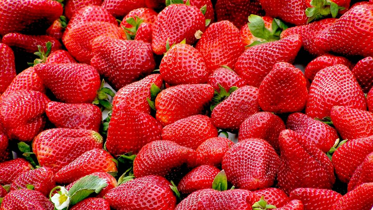 Reports of violated strawberries on Mid North Coast