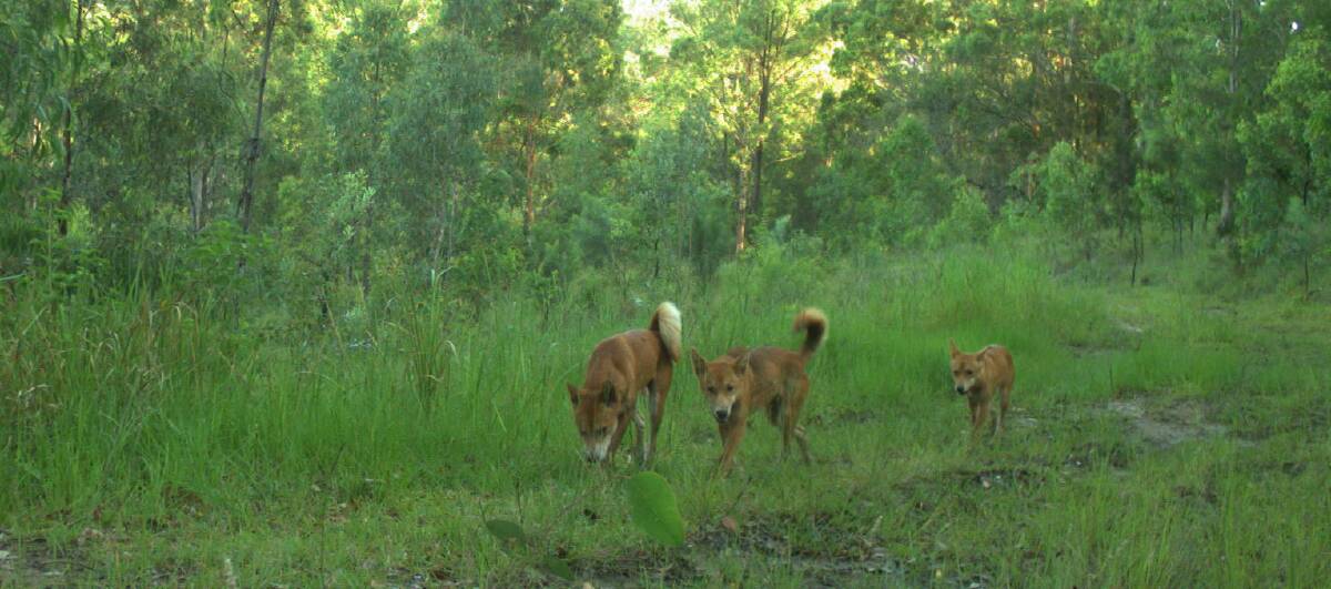 Wild Dog Information Days will help people deal with problematic wild dogs such as these captured on a remote surveillance camera