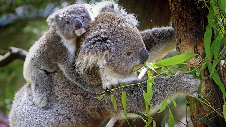 Busted: The secret travels of koalas who marathon