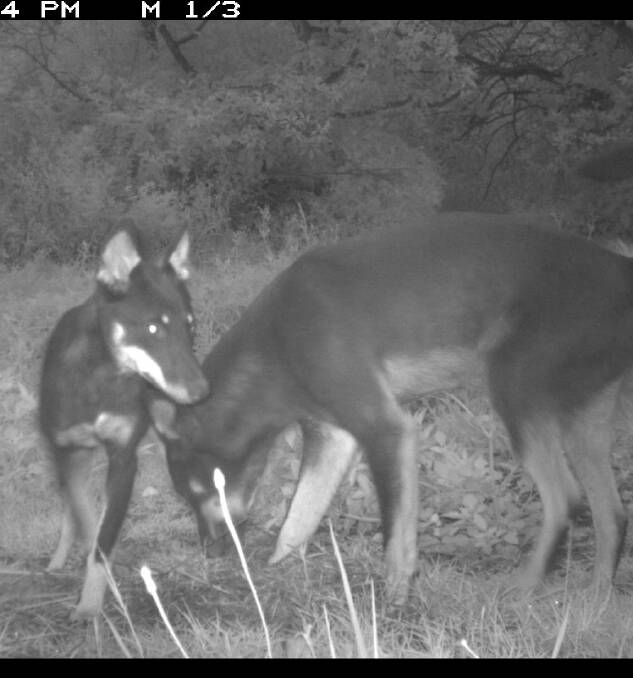 Wild dogs captured on a remote camera