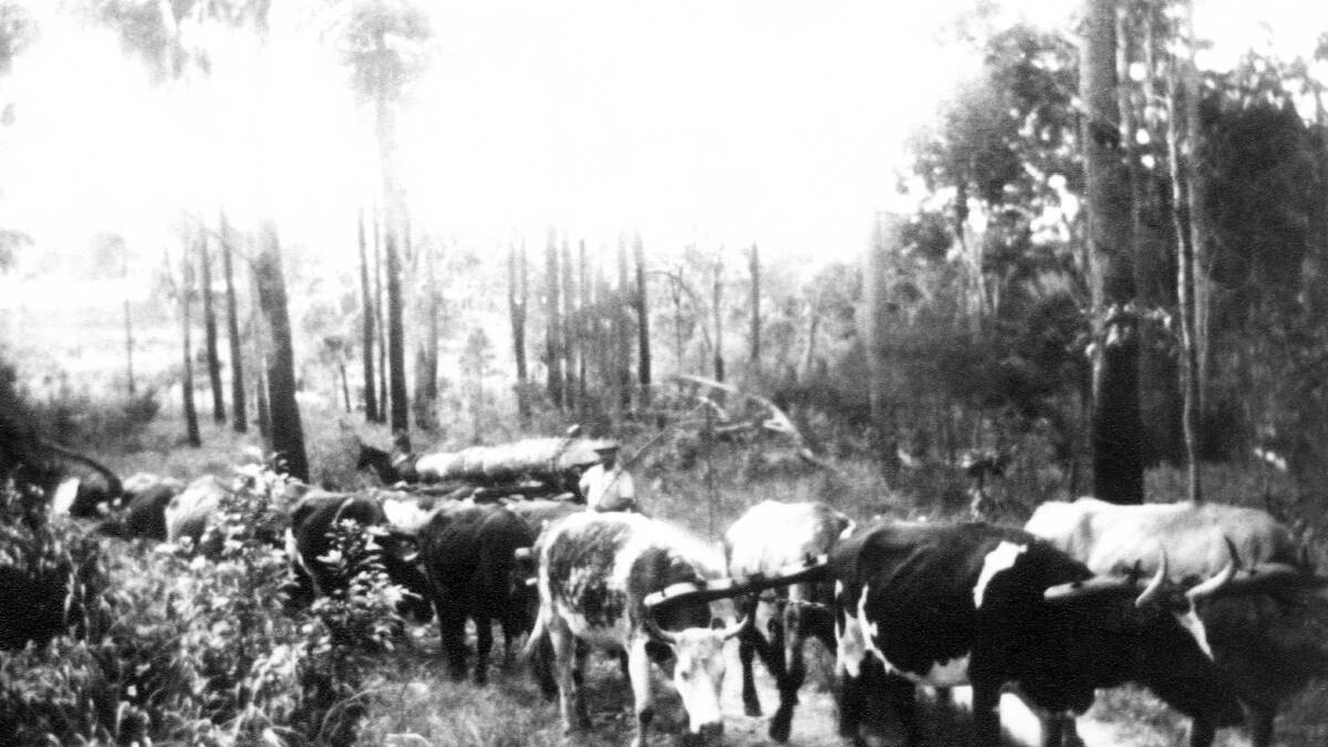 Bullock Team at Old Pacific Hwy, (FOP), circa 1930s