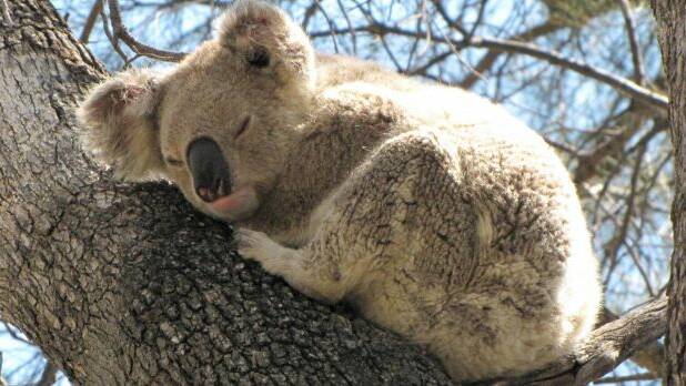 Better land management key to koala care, says MP