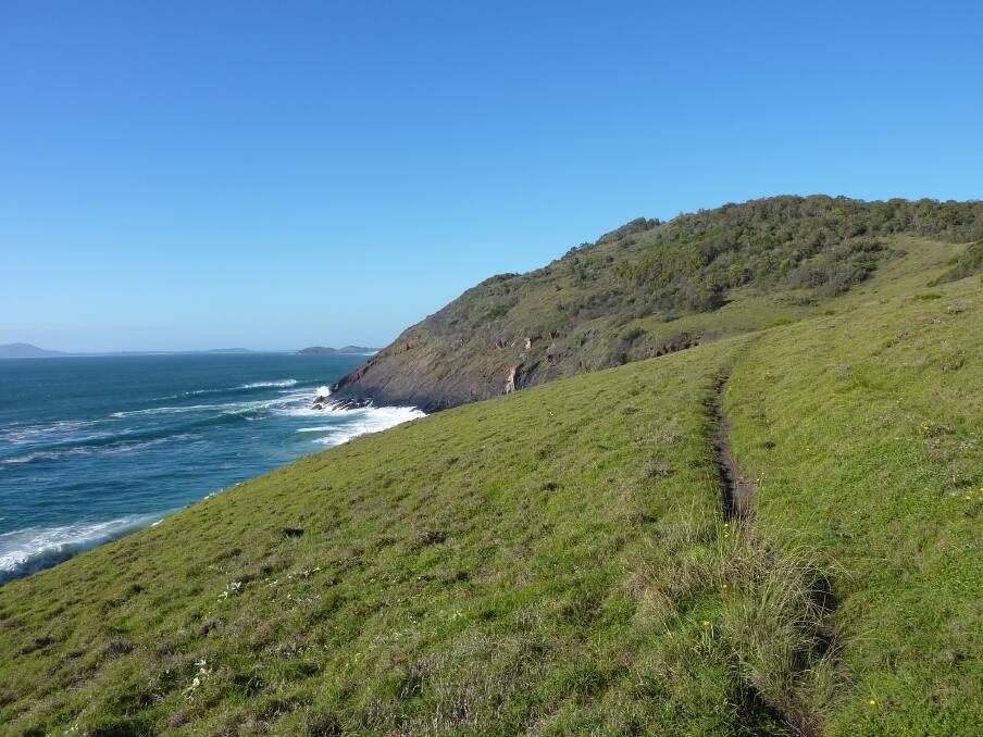 The rehabilitation project at Wakki Beach headland at Scotts Head helps protect a listed endangered plant population within the Themeda grassland endangered ecological community
