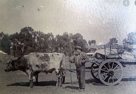 Early bullock cart transport