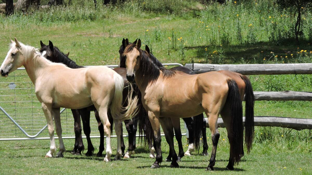 Some Australian heritage horses that have recently been removed from Guy Fawkes River National Park