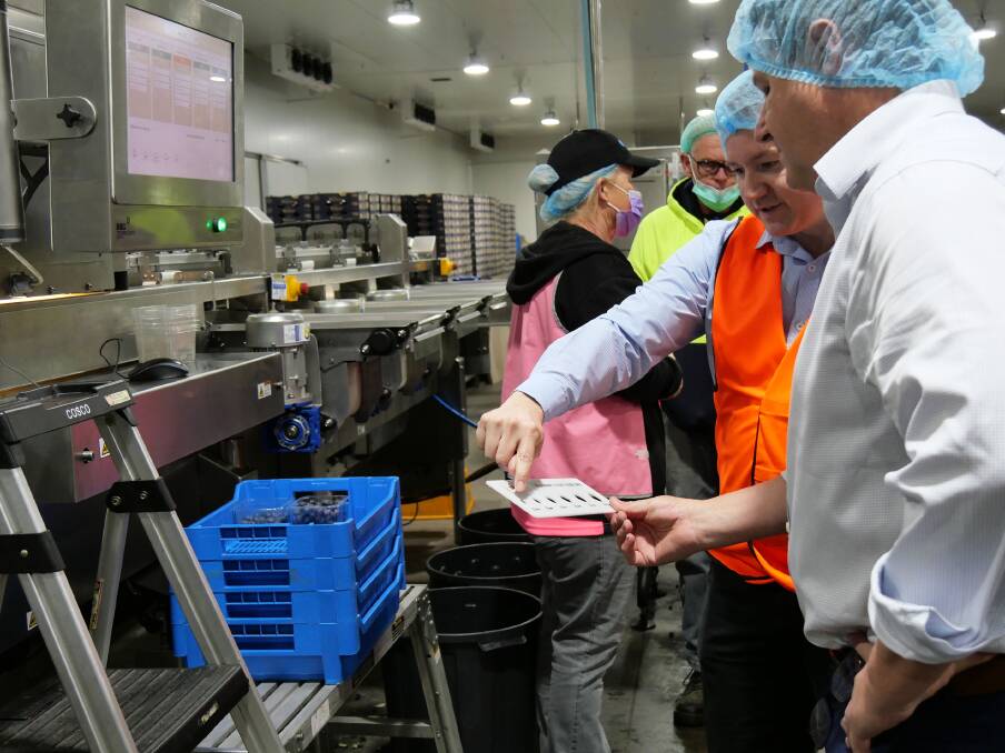 Oz Group CEO Adam Bianchi showing Federal Member for Cowper, Pat Conaghan, the new KATO grading and sorting machine which photographs berries eight times in order to grade and sort them
