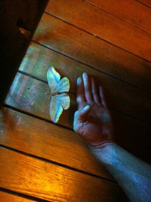 Another weird moth found at Newee Creek. Gigantic in size. The man's hand belongs to a bloke who stands 2m tall!