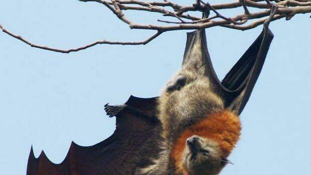 Community warned to avoid flying foxes
