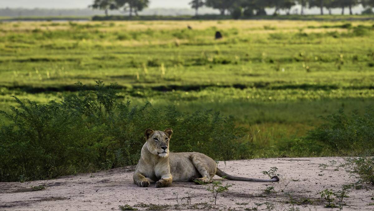 You never know what youll see on foot around Mana Pools. Picture: John's Camp