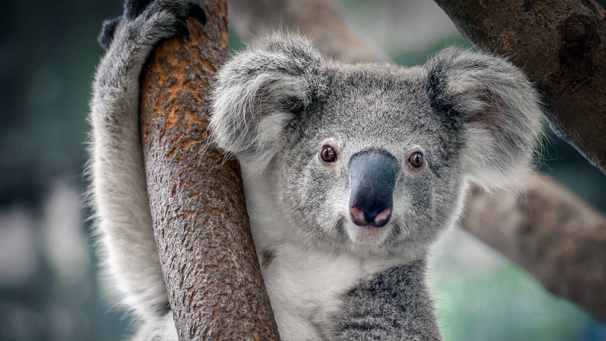 Visitors to Port Macquarie's koala hospital can see the koalas feeding and observe from the treatment viewing room. Picture: Shutterstock