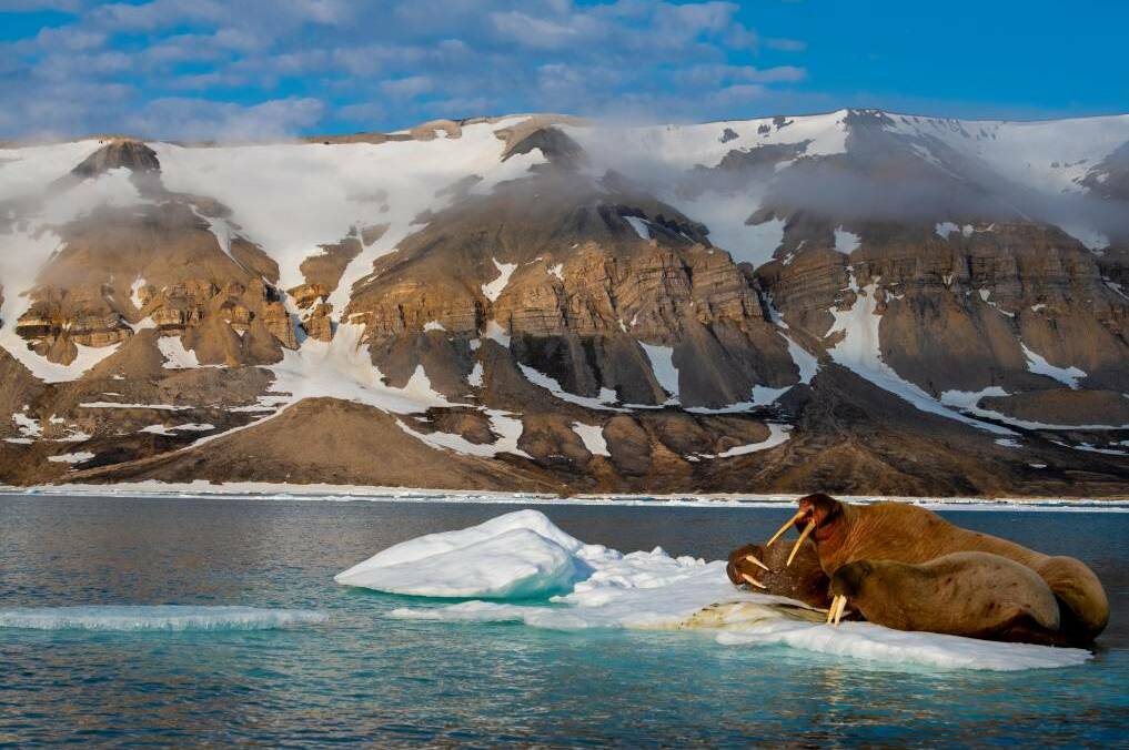 Walrus on a berg. Picture: Brett Lobwein 