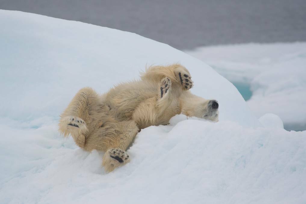 A female polar bear cleans her fur on the ice. Picture: Brett Lobwein 
